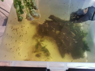 Transfert Paludarium 30L à 54L (crabes vampires) Img_2021