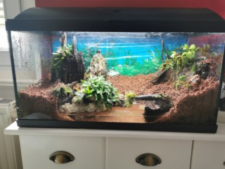 Transfert Paludarium 30L à 54L (crabes vampires) Img_2031