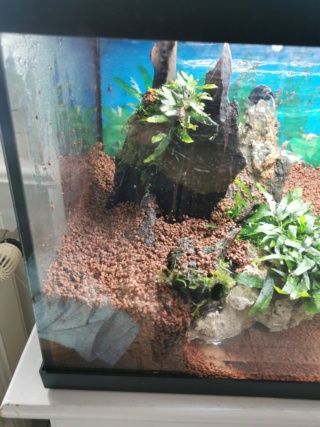 Transfert Paludarium 30L à 54L (crabes vampires) Img_2032
