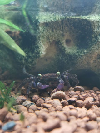 Transfert Paludarium 30L à 54L (crabes vampires) Img_2038