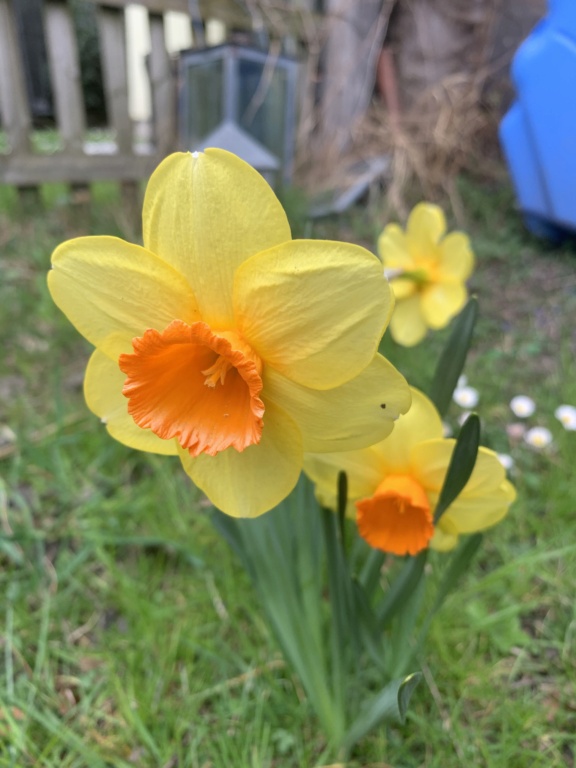 Erste Frühlingsboten im Garten und in Wald und Flur, Teil 2 - Seite 32 C85e7010