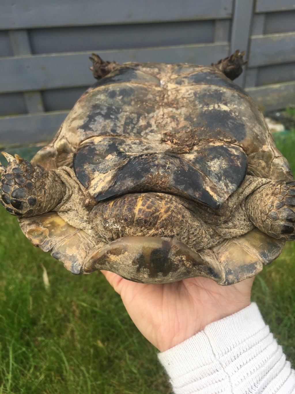 Identification  memère au gros pépère 57994410