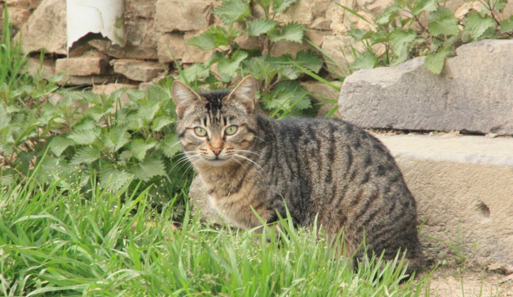 Chats déjà sortis du site de stérilisation en isolement / convalescence Img_5410