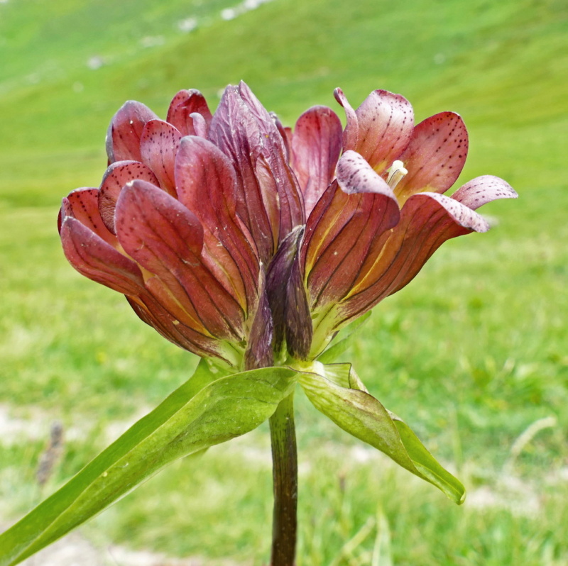 Deux sorties montagne ... 24aozt14