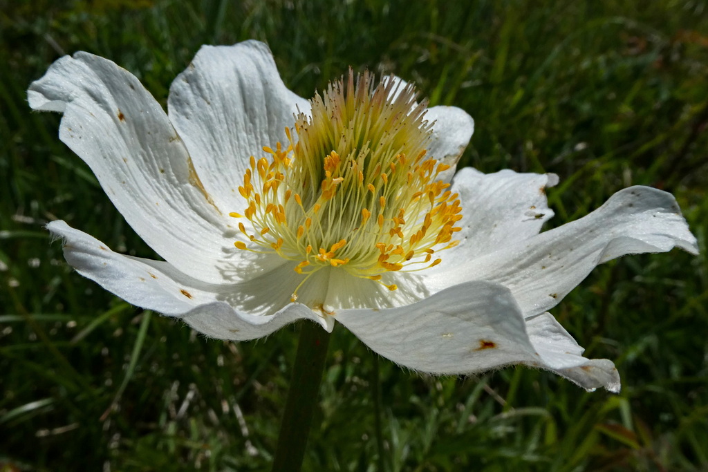 Quelques autres fleurs Anzomo10