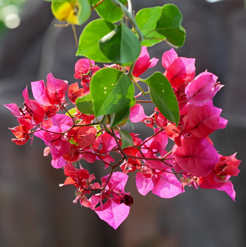 Bougainvillier Bougai10