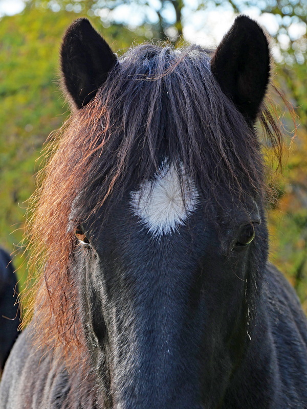 Mystère Cheval12