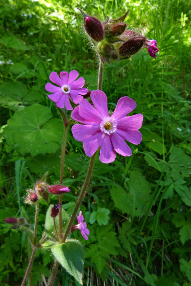 Quelques fleurs Compag10