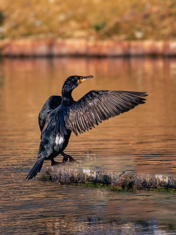 Atterrissage du cormoran sur le canal... Cormor10