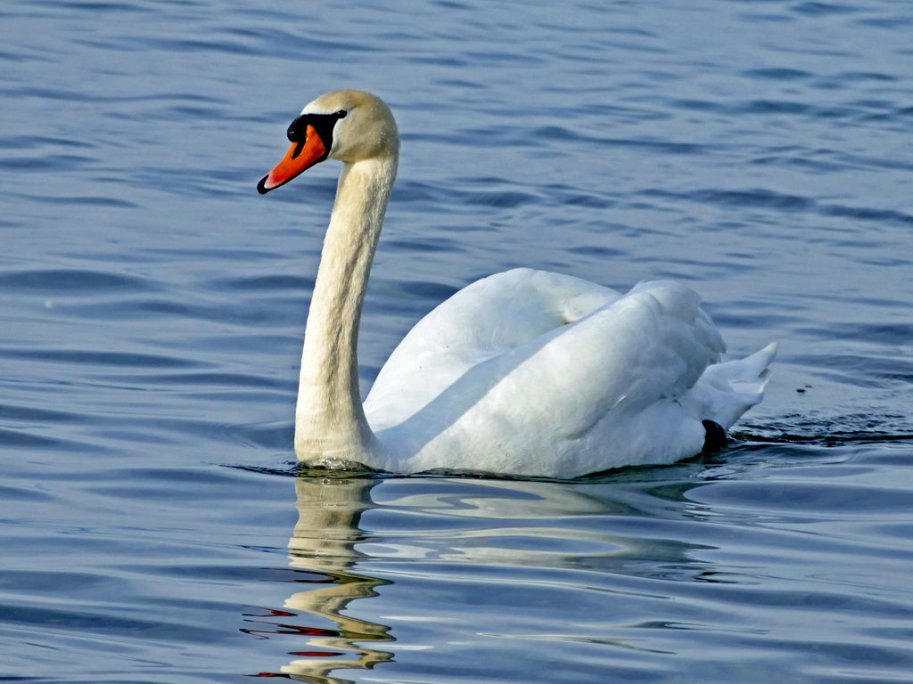 Un cygne Corzen15