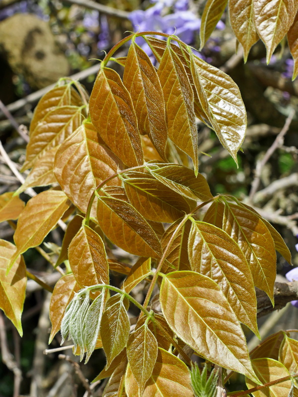 Feuilles de glycine Feuill15