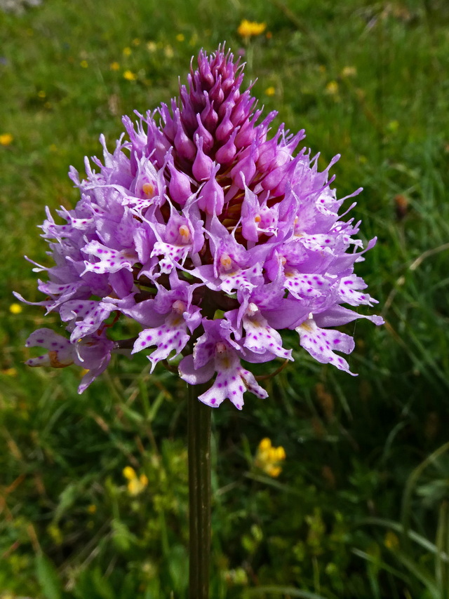 Fleurs en montagne Fleurs10