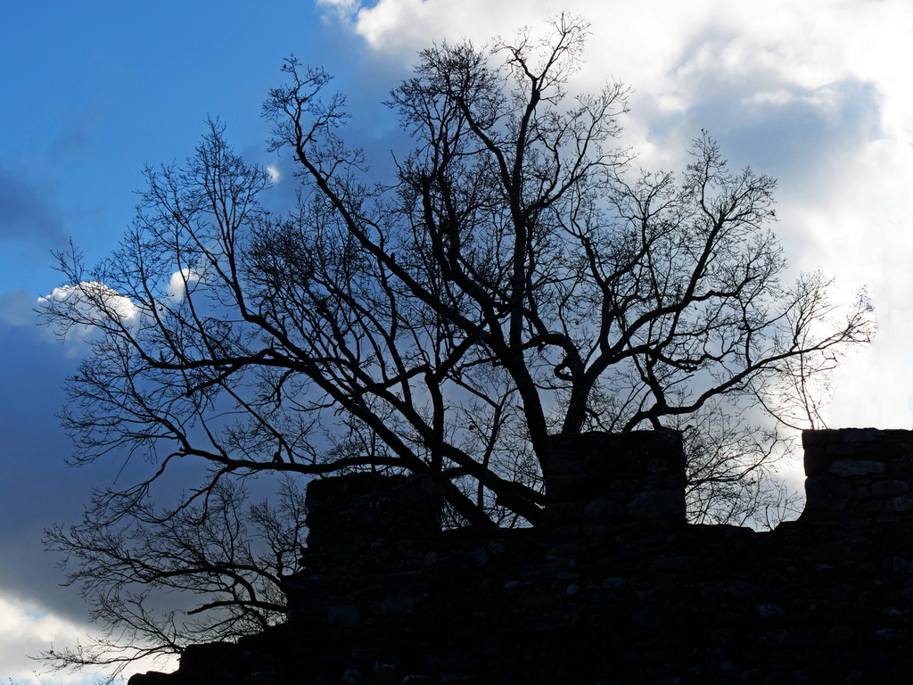 L'arbre et le rempart L_arbr16