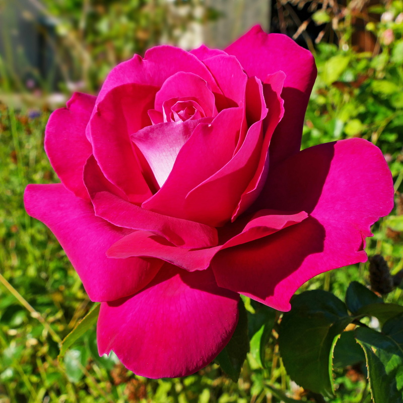 La rose La_ros10