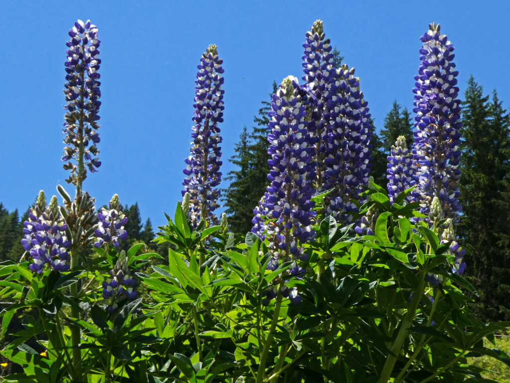 Nouvelle ballade Lupin10