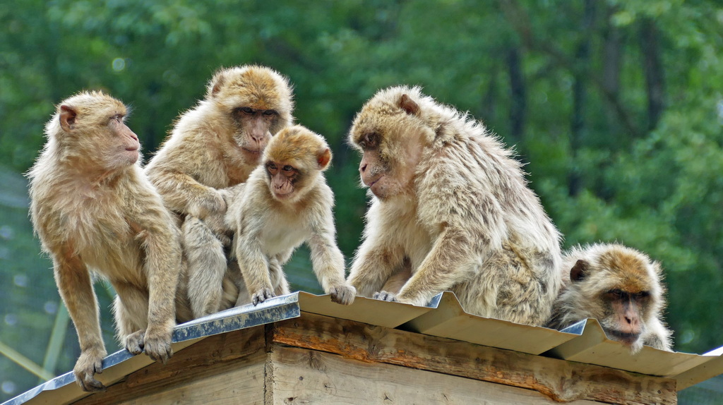 Macaques Macaqu10