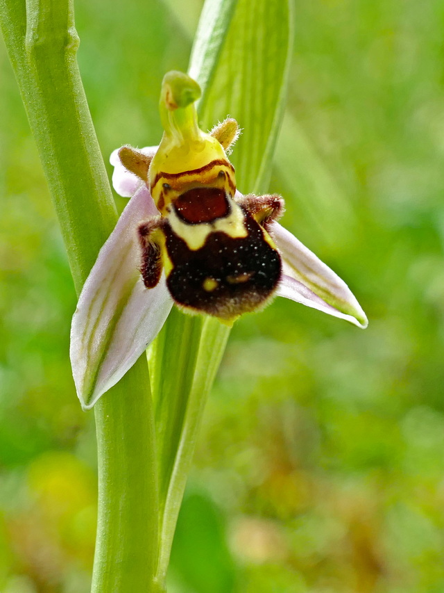 Ophrys abeille Ophrys11