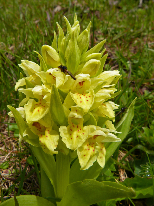 Deux petites Orchis10