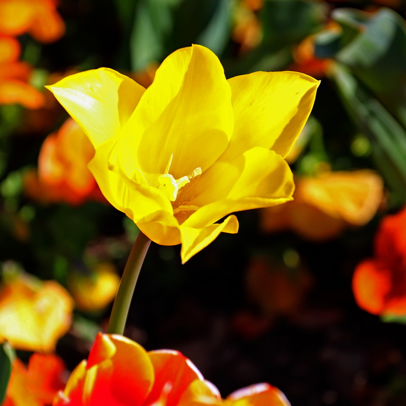 Tulipe sauvage Tulipe11