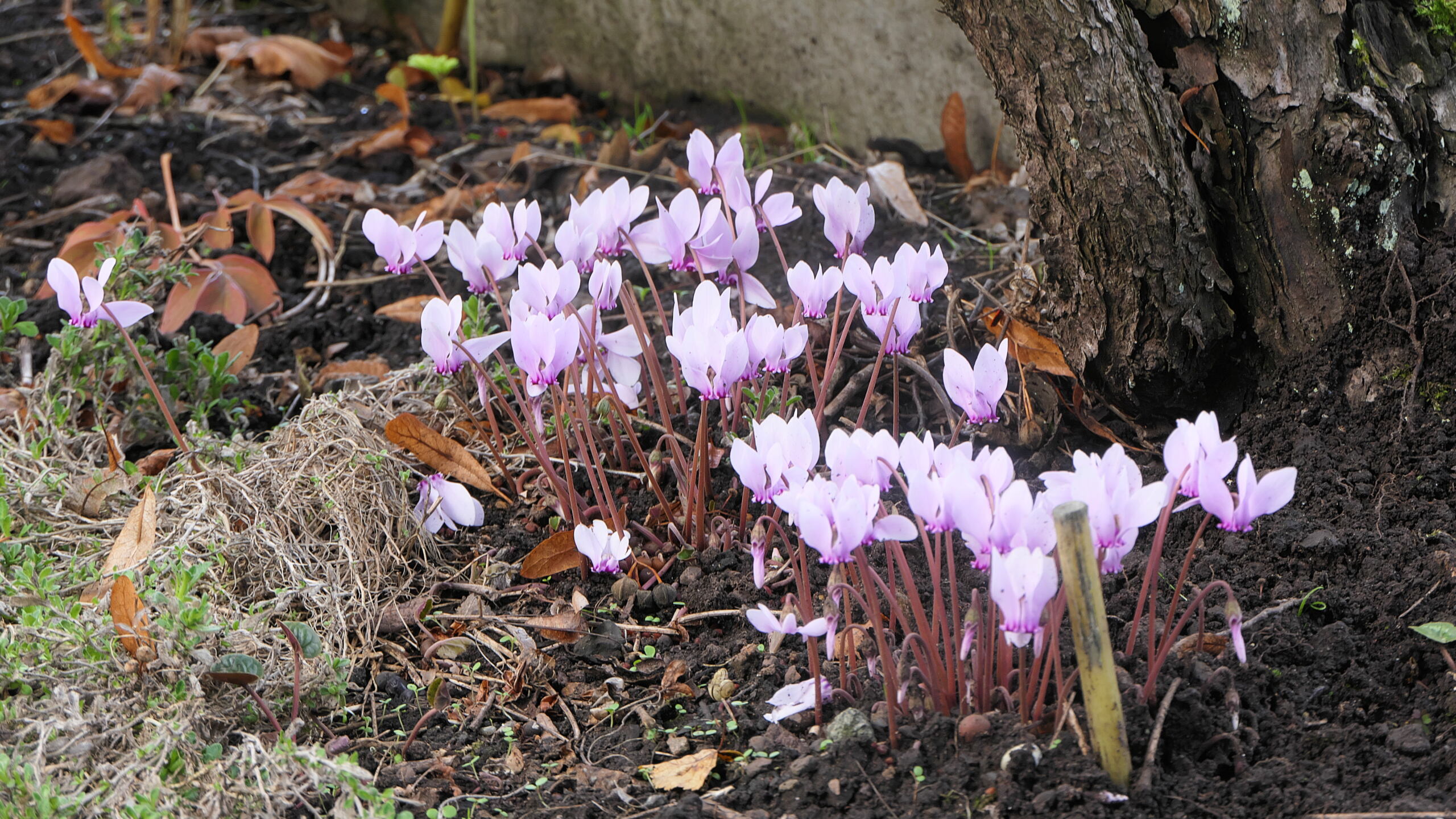 Cyclamen - Seite 26 Cyclam11