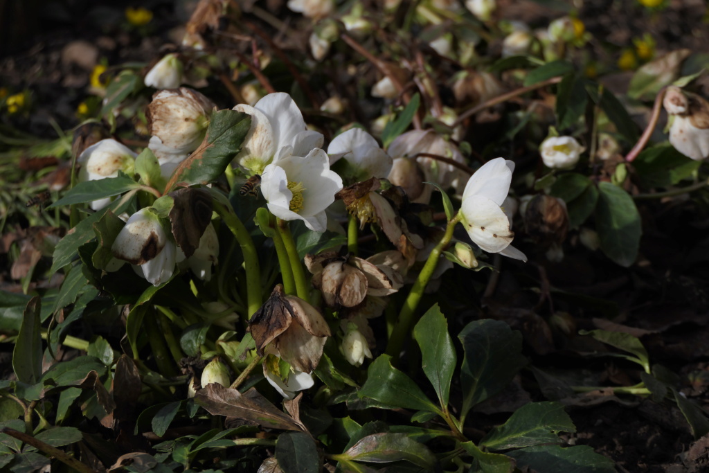 Erste Frühlingsboten im Garten und in Wald und Flur, Teil 2 - Seite 2 Vom_ei11