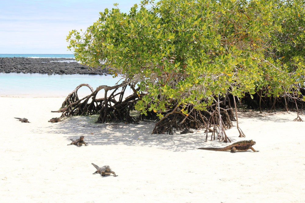 JURASSIK GALAPAGOS Publié le 14 novembre 2018 par Alain et Stéphanie 144-co11