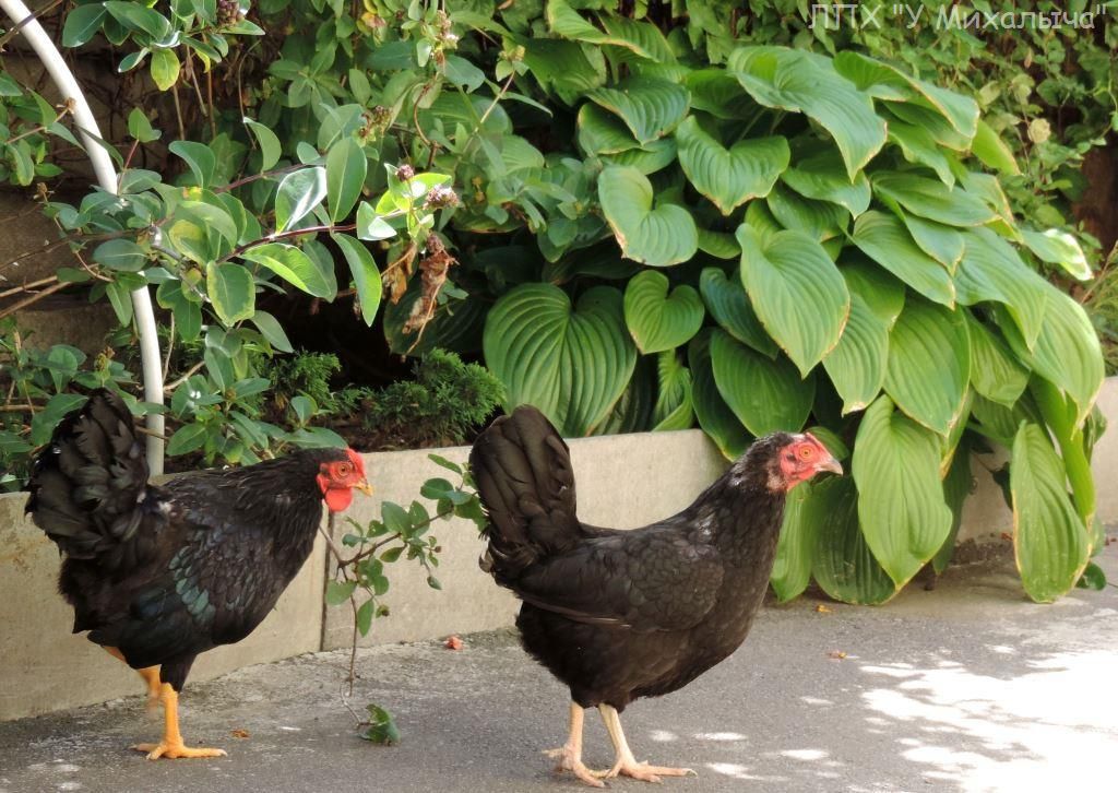 Карликовая дрезденская порода кур, Dresden bantam chickens Sa-08010