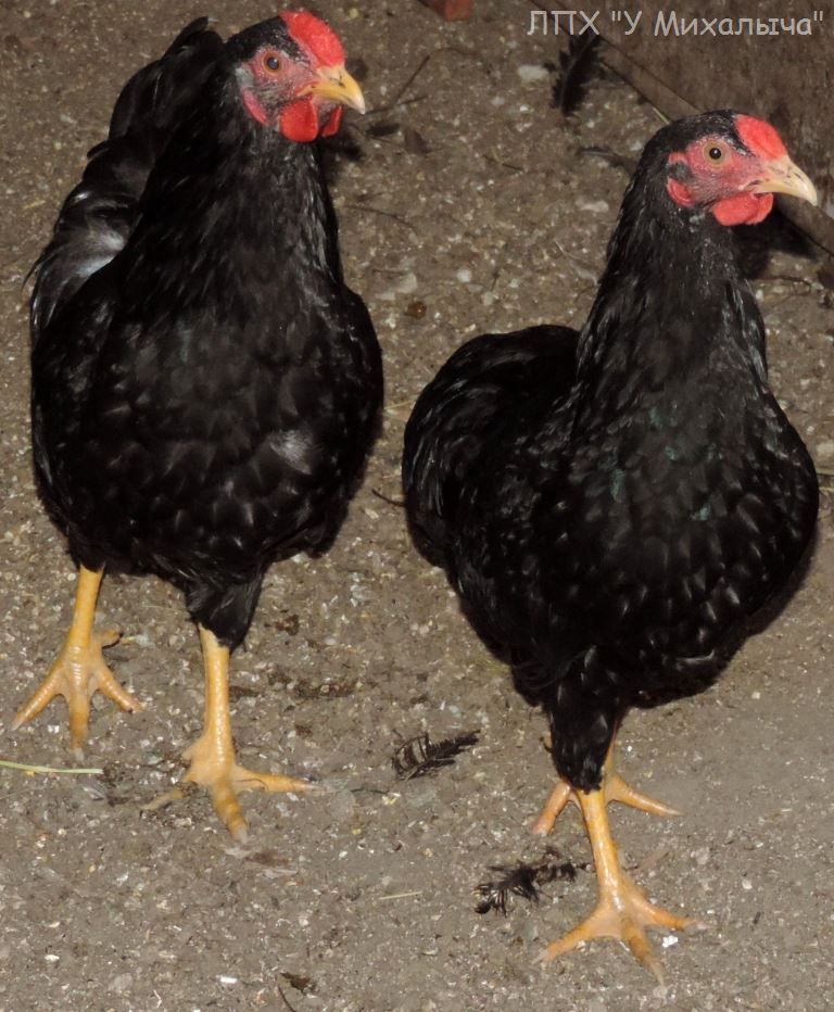 Карликовая дрезденская порода кур, Dresden bantam chickens Sa-25010