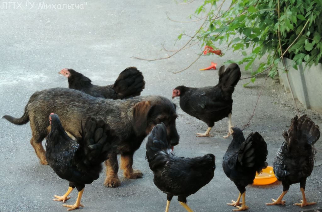 Карликовая дрезденская порода кур, Dresden bantam chickens Saa-0110