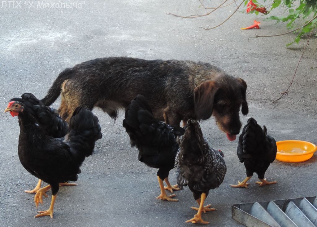 Карликовая дрезденская порода кур, Dresden bantam chickens Saa-0310