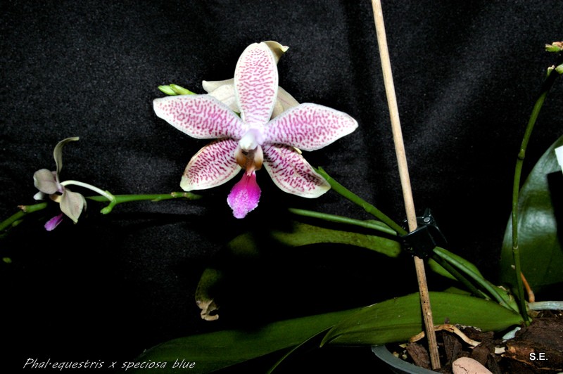 Phalaenopsis speciosa x equestris (Hiroshima Tetratris) - Seite 2 _igp7313