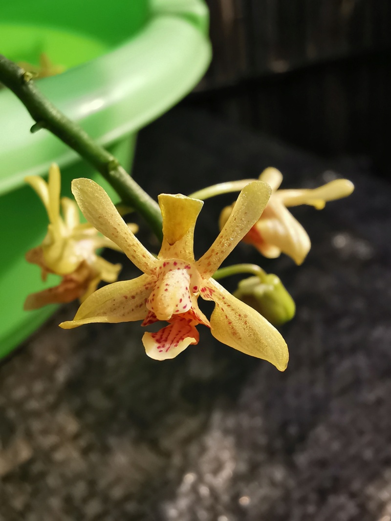 Orchideen-Neuzugang 2 - Seite 35 Calyps10