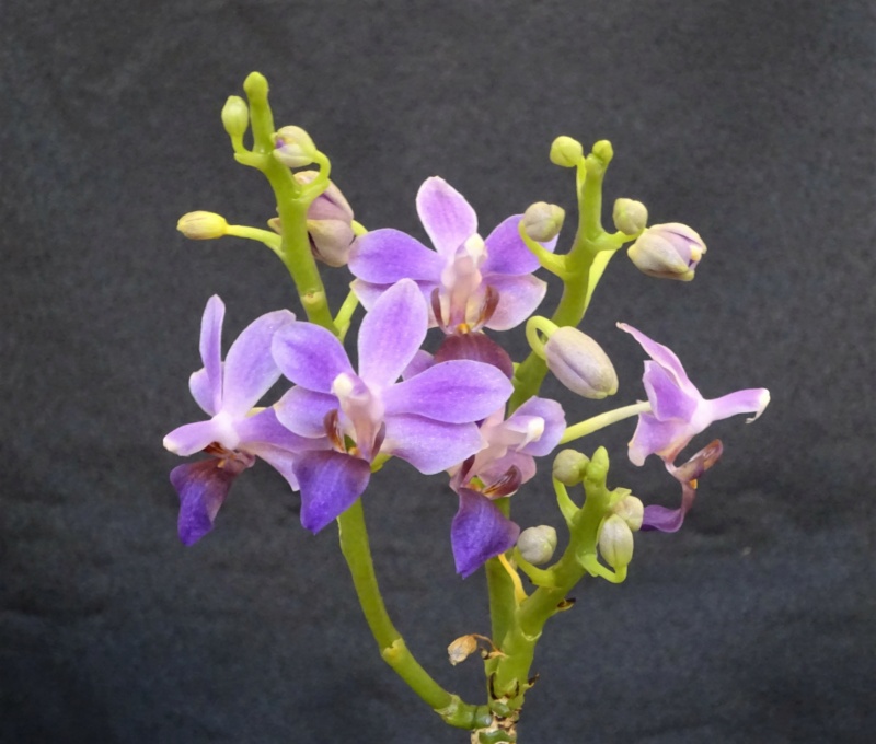 Phalaenopsis pulcherrima x equestris (Purple Gem) - Seite 2 Dsc03214