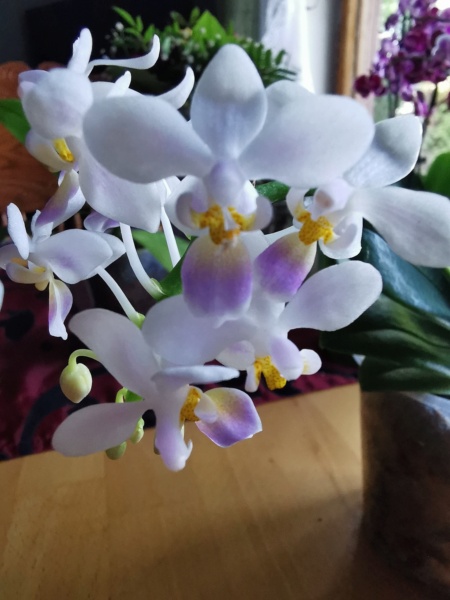 Orchideen-Neuzugang 2 - Seite 35 Phal_e10