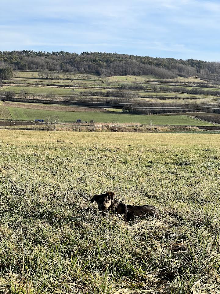 LOUNY (ex SHONY) - chiot femelle , de taille petite à moyenne à l'âge adulte - née environ en mai 2021 - REMEMBER ME LAND - Adoptée par Alice (67)  - Page 2 111