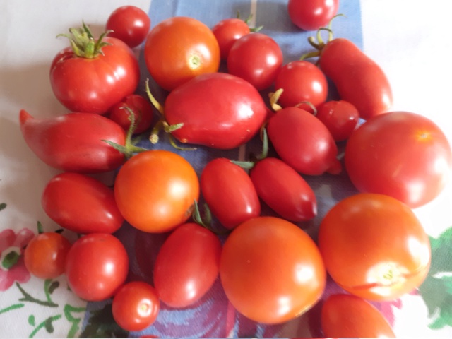 Poudre de tomates (sablon) 20200931
