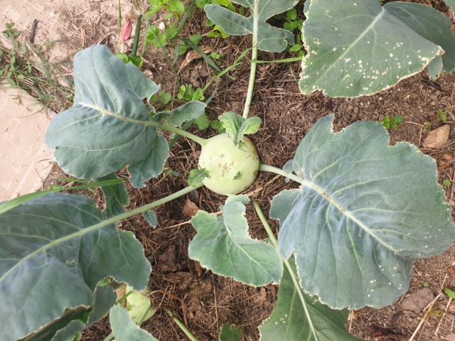 C'est quoi ce légume ? Un chou oui mais encore ? 20210716