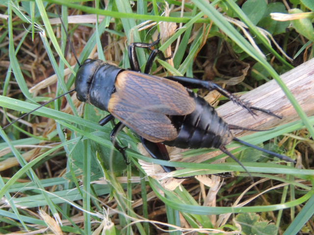 C'est quoi cet insecte ? Grillon champêtre femelle (Gryllus campestris) Dscn8810