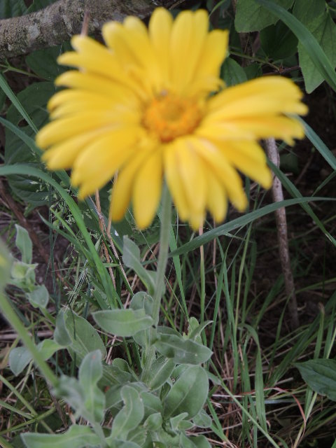 C'est une fleur jaune mais c'est quoi ? Dscn9643