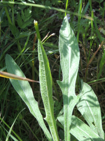 Invasive dans ma "prairie", qui connaît ? Dscn9687