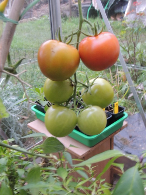 Tomates sous serre Dscn9846