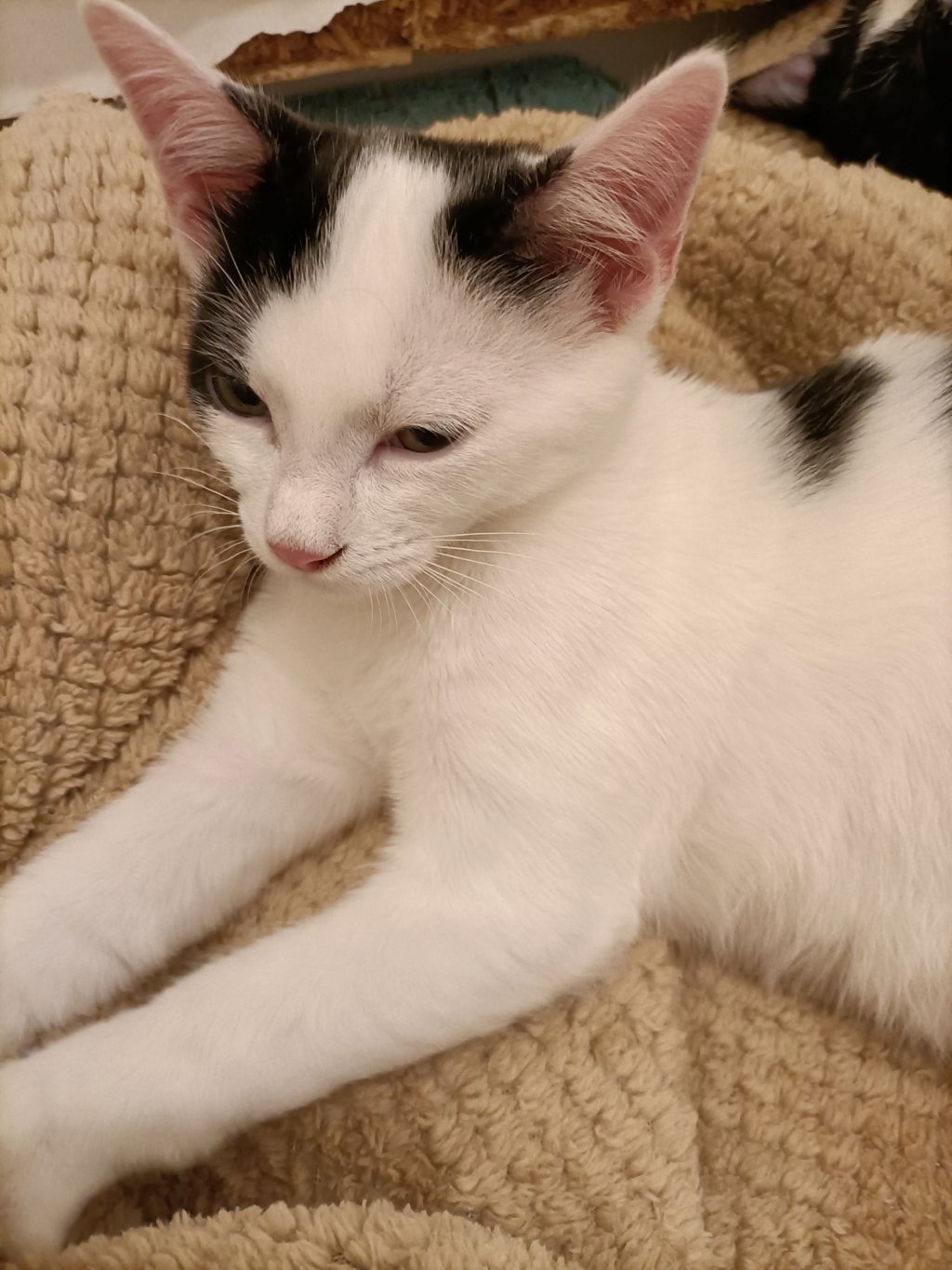 Sethi, chat blanc et noir né le 15 mai 2021 Img20249