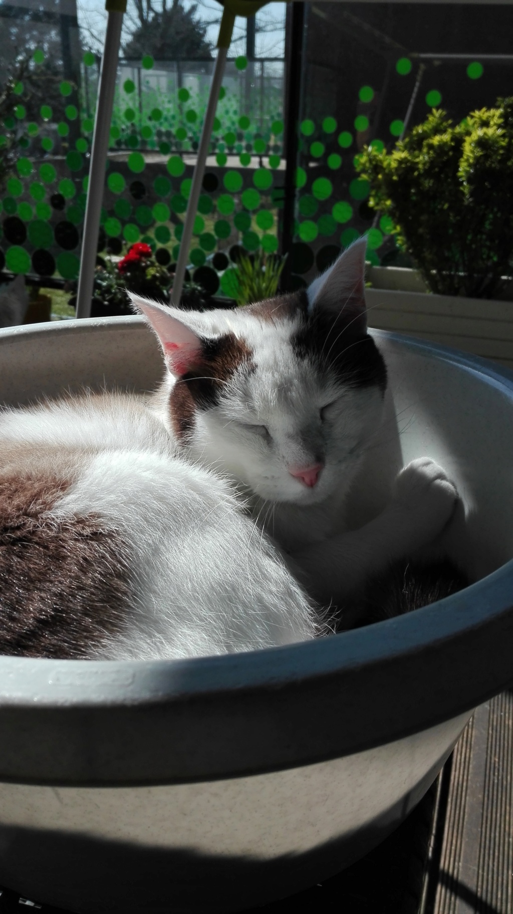 INVICTUS, chat européen marron&blanc, né en 2013, en FA longue durée Img_2129