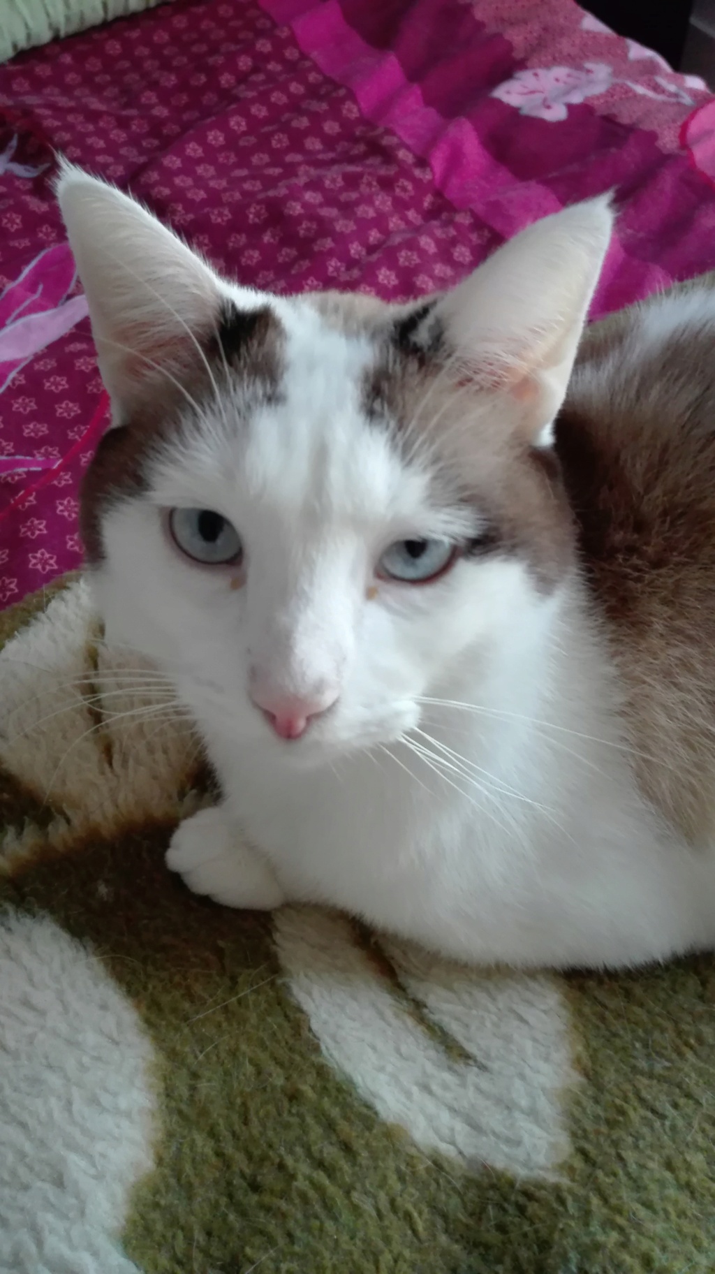 INVICTUS, chat européen marron&blanc, né en 2013, en FA longue durée Img_2272