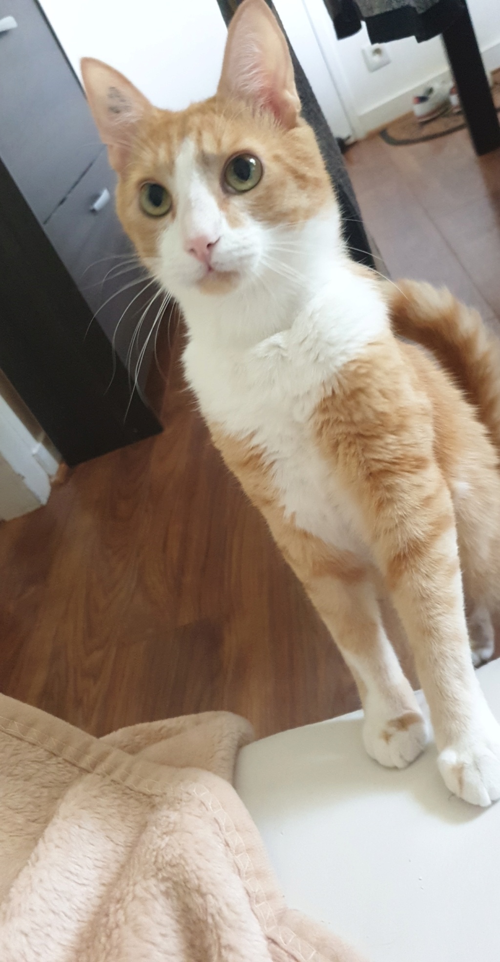 OUISTITI, chaton européen roux et blanc, né le 15/07/18 Snapch11