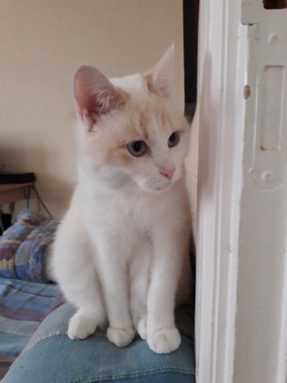 Saphir, chatonne blanche et marron poils longs, née le 11/03/21 20220215