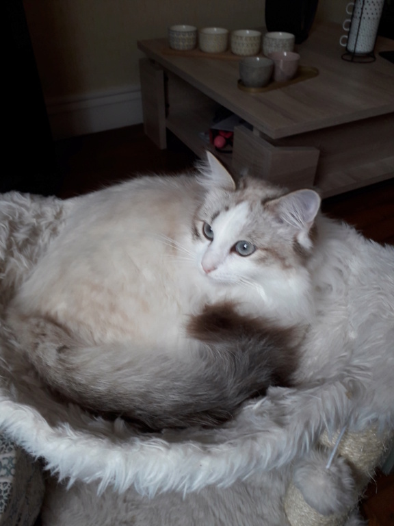 Saphir, chatonne blanche et marron poils longs, née le 11/03/21 20220319
