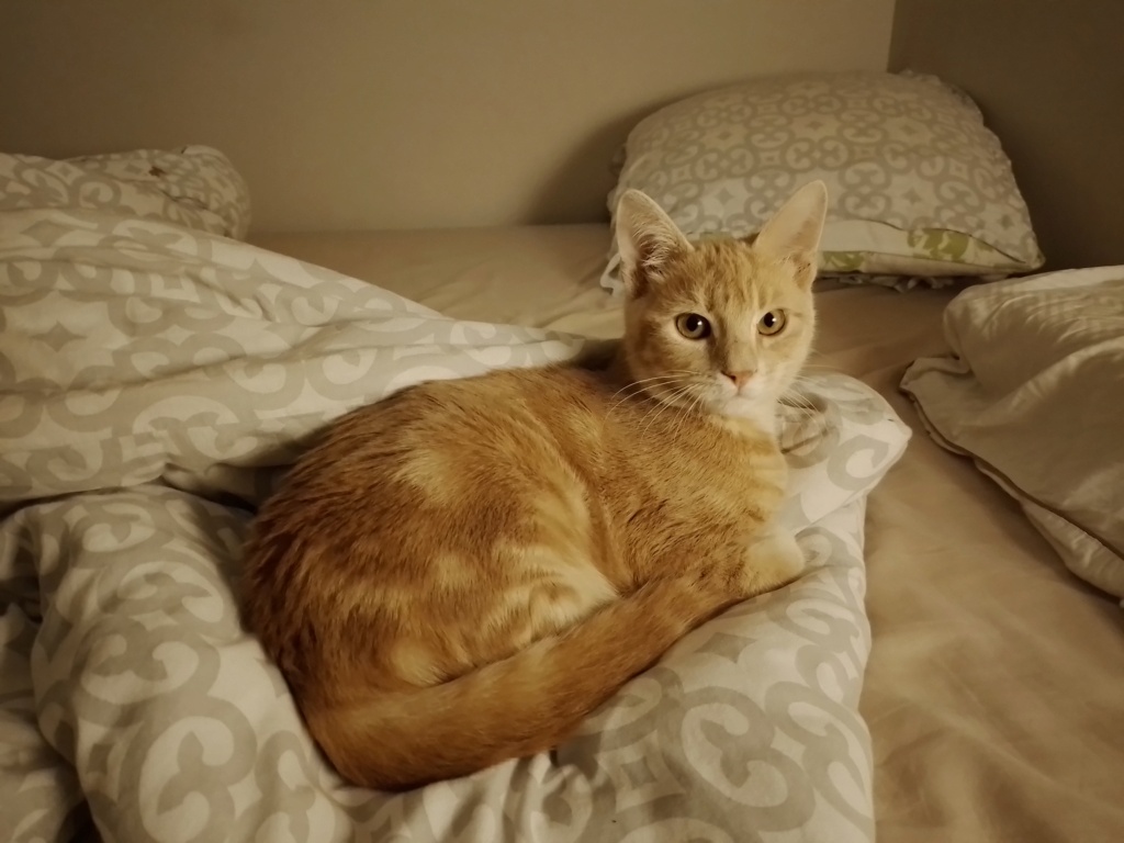 TIAGO, chaton mâle roux, né le 25/04/22 20220913