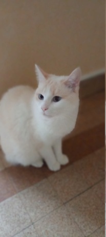 Saphir, chatonne blanche et marron poils longs, née le 11/03/21 20221016