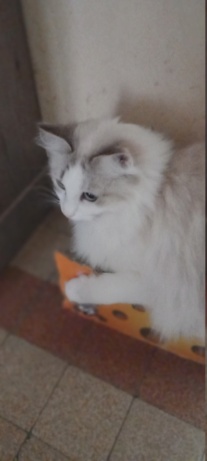 Saphir, chatonne blanche et marron poils longs, née le 11/03/21 20221017